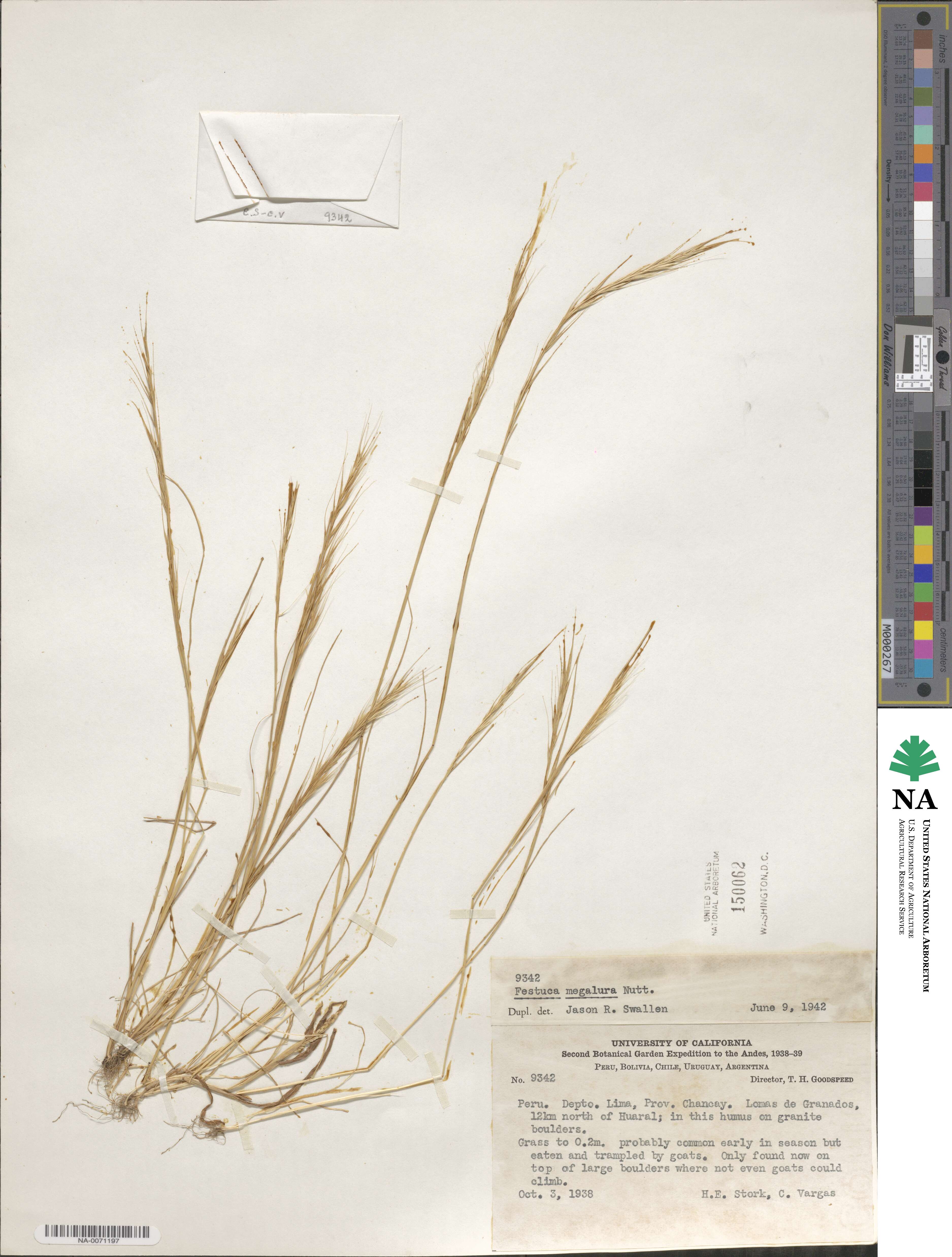 Festuca myuros image