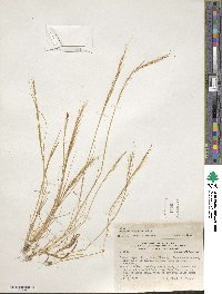 Festuca myuros image