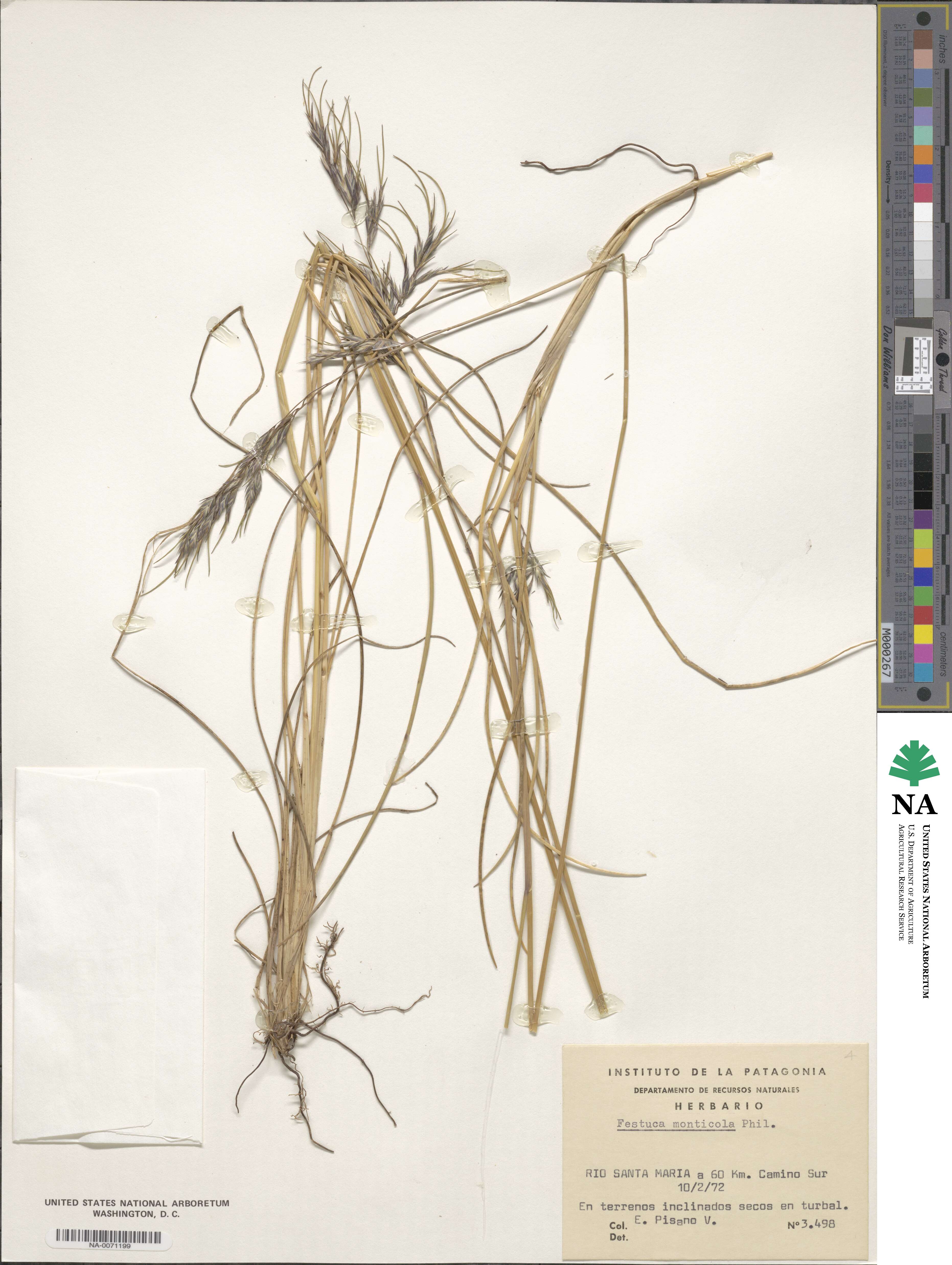 Festuca monticola image