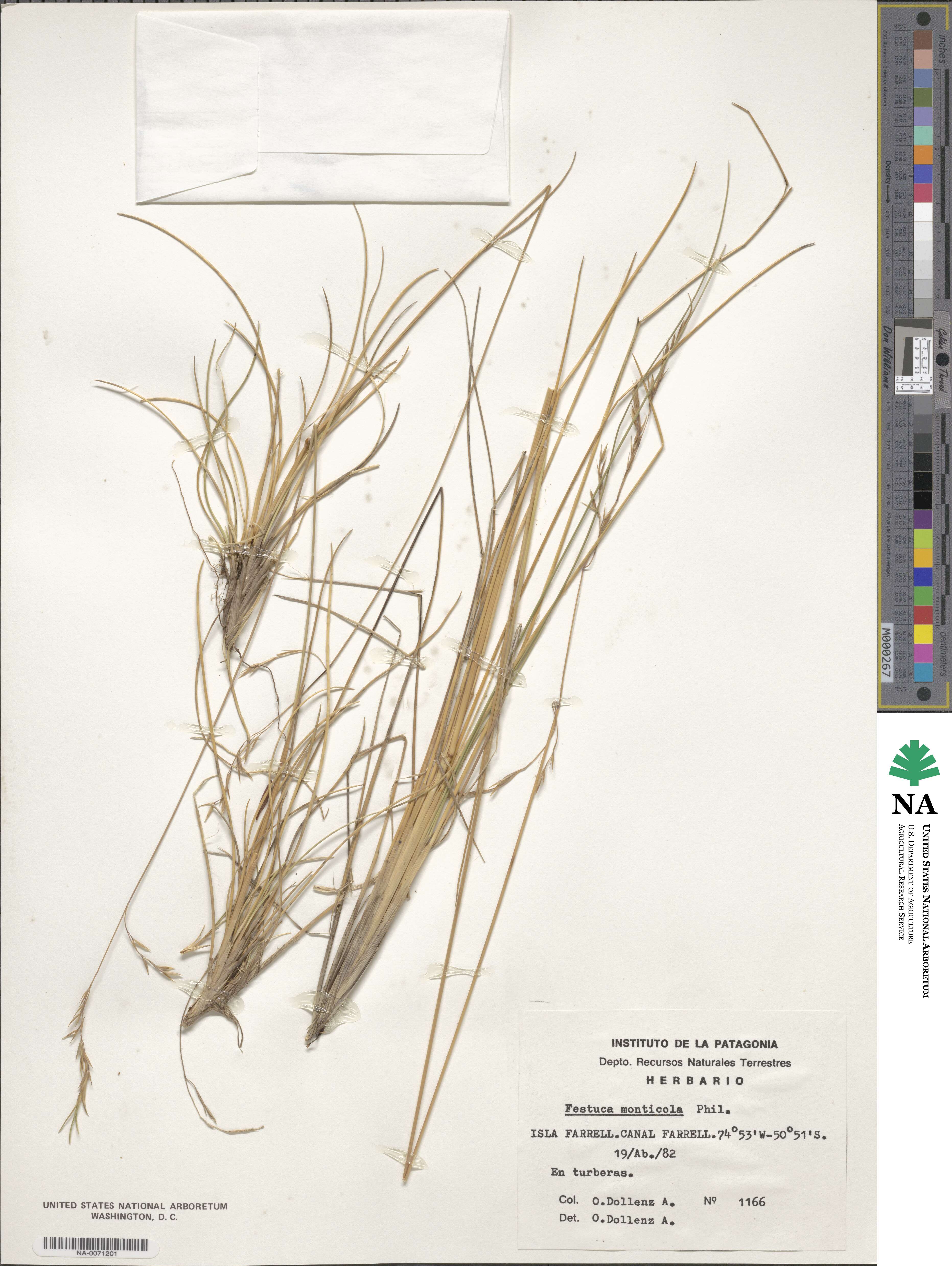 Festuca monticola image