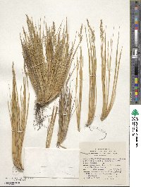 Image of Festuca chrysophylla