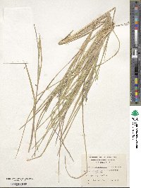 Festuca purpurascens image