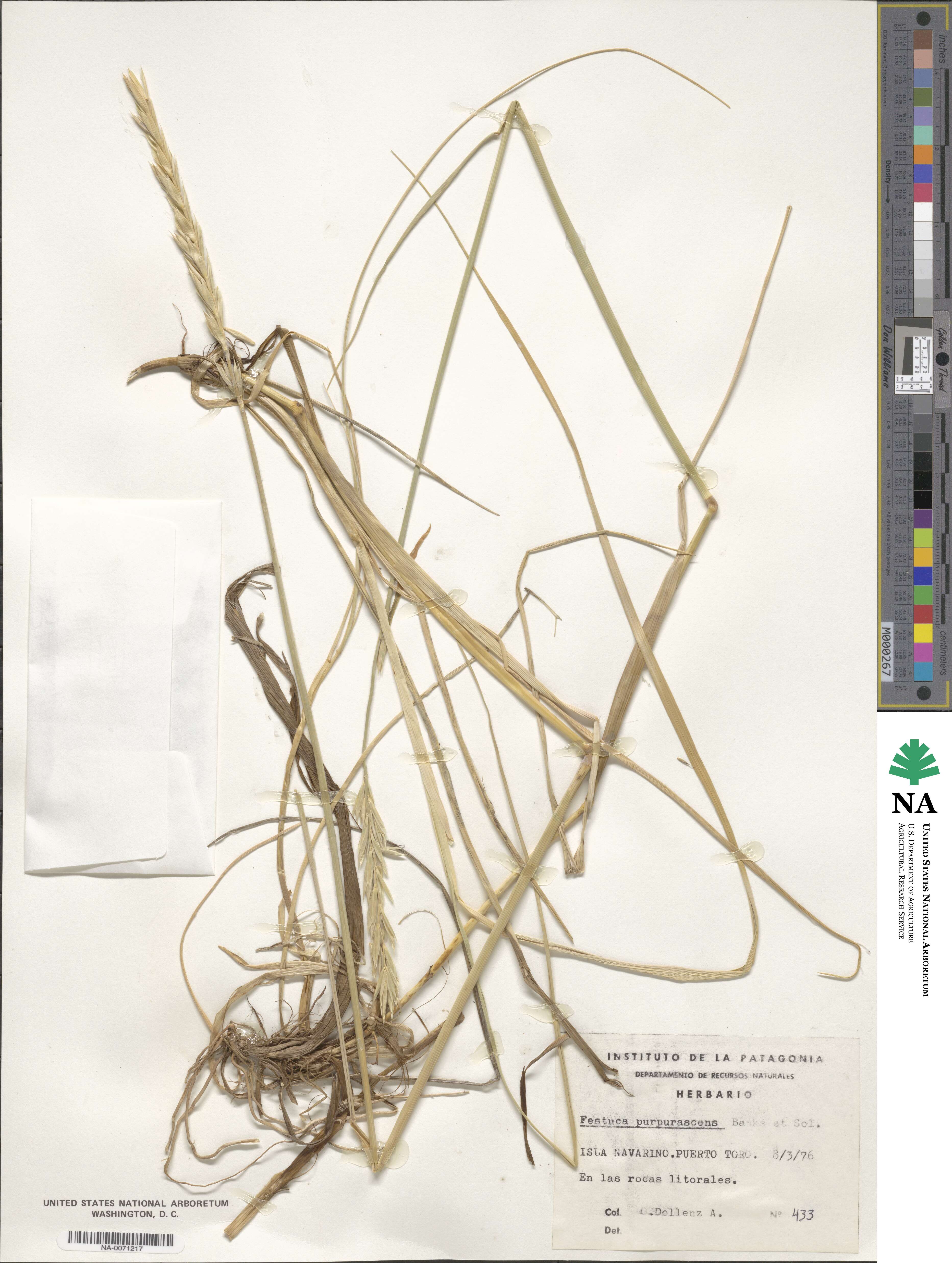 Festuca purpurascens image