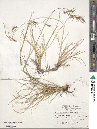 Festuca purpurascens image