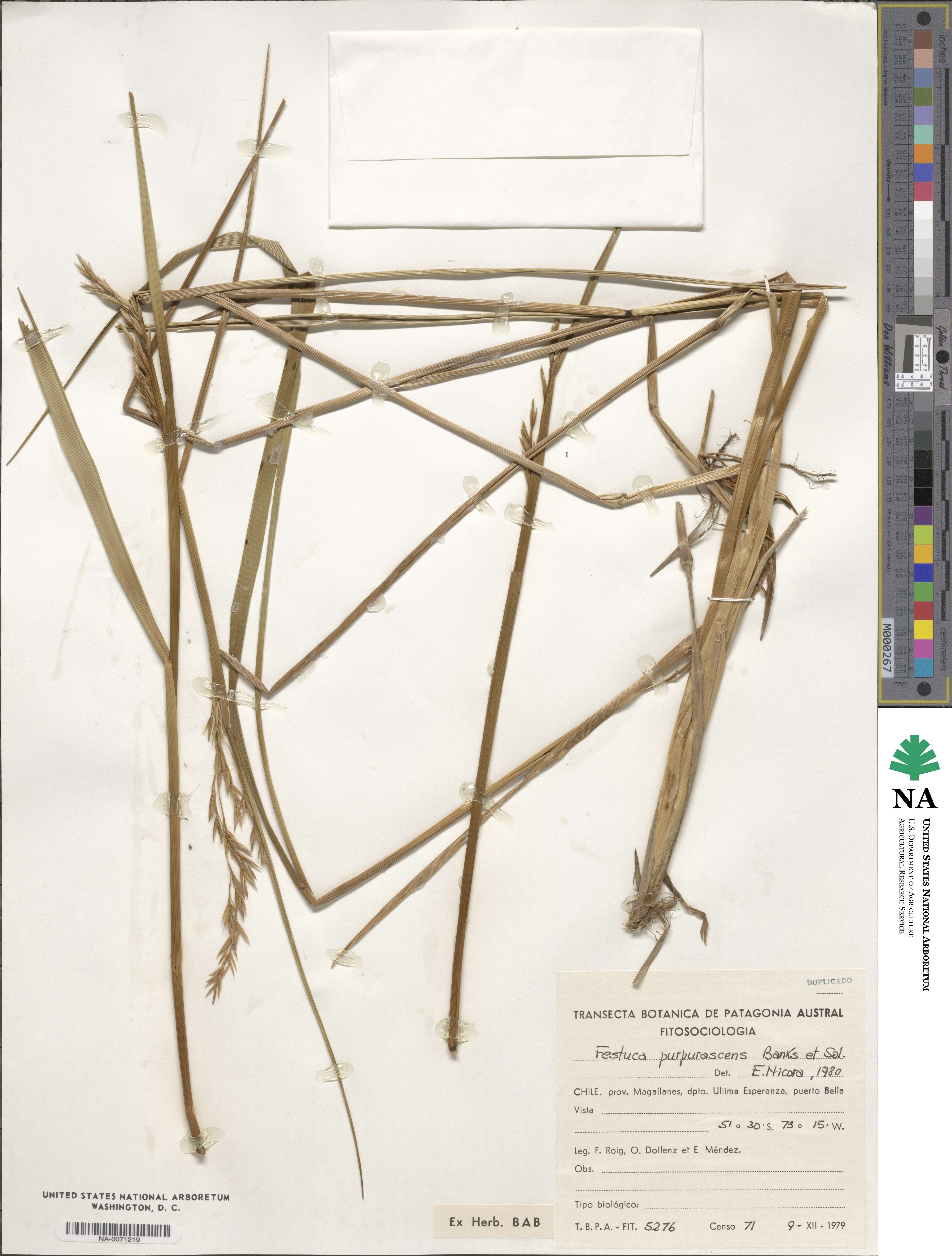Festuca purpurascens image