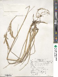 Festuca purpurascens image