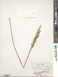 Festuca purpurascens image