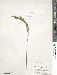 Festuca purpurascens image