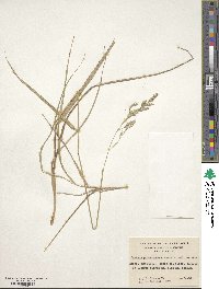 Festuca purpurascens image