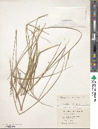 Festuca purpurascens image