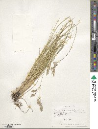 Festuca purpurascens image