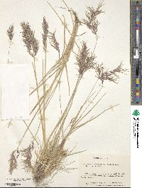 Festuca purpurascens image