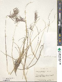 Festuca purpurascens image