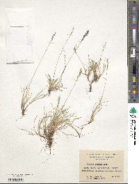 Festuca pyrogea image