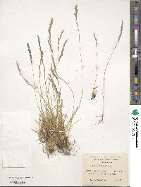 Festuca pyrogea image