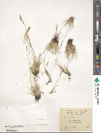 Festuca pyrogea image