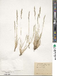 Festuca pyrogea image