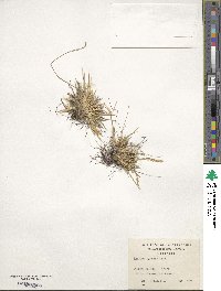 Festuca pyrogea image