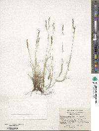 Festuca pyrogea image