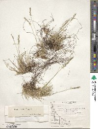 Festuca pyrogea image