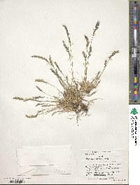 Festuca pyrogea image