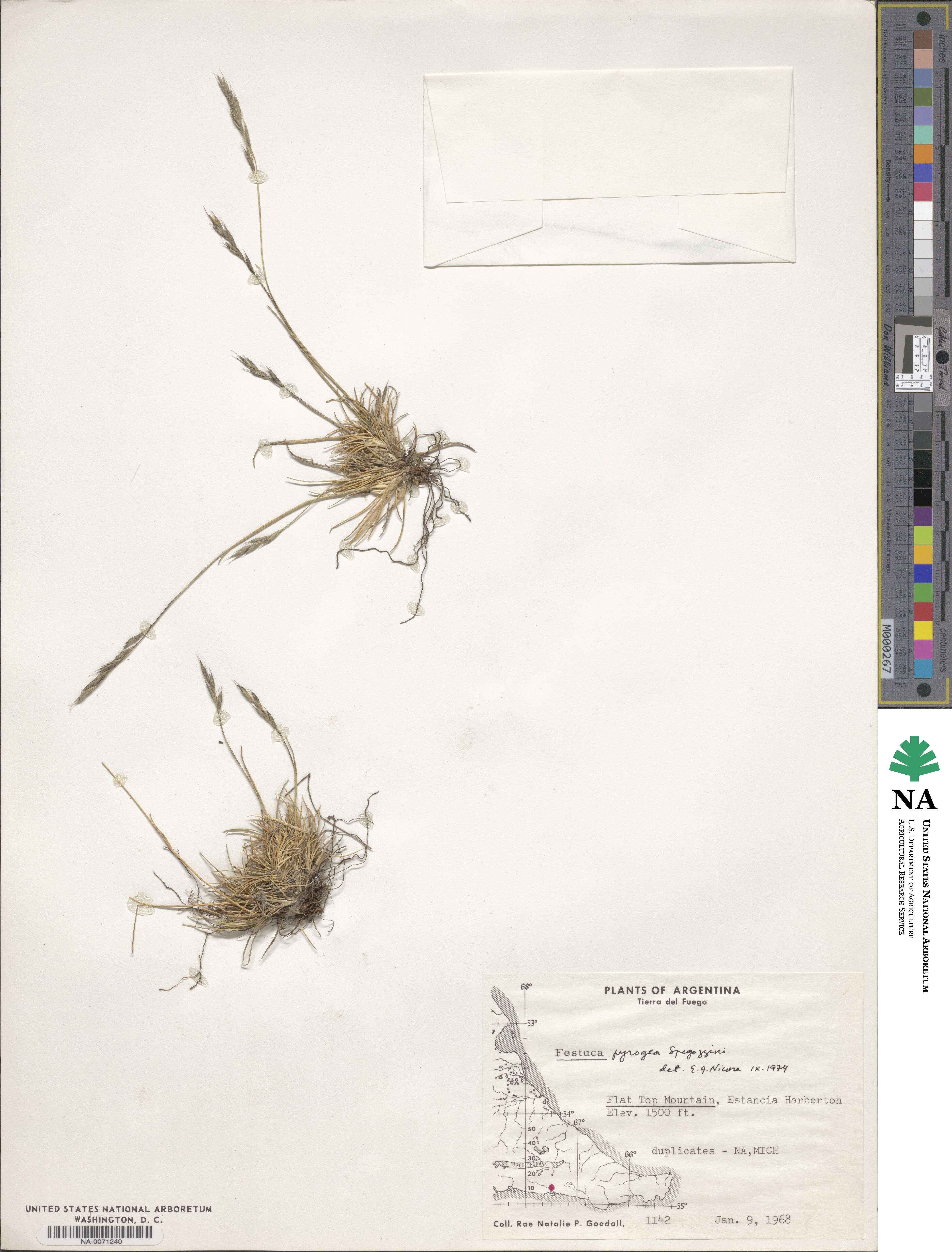 Festuca pyrogea image