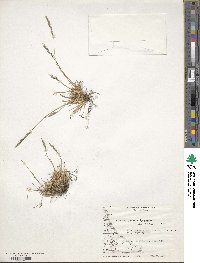 Festuca pyrogea image