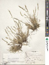 Festuca pyrogea image