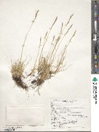 Festuca pyrogea image