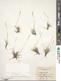 Festuca pyrogea image