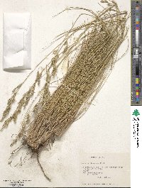 Festuca acanthophylla image