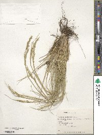 Festuca acanthophylla var. acanthophylla image