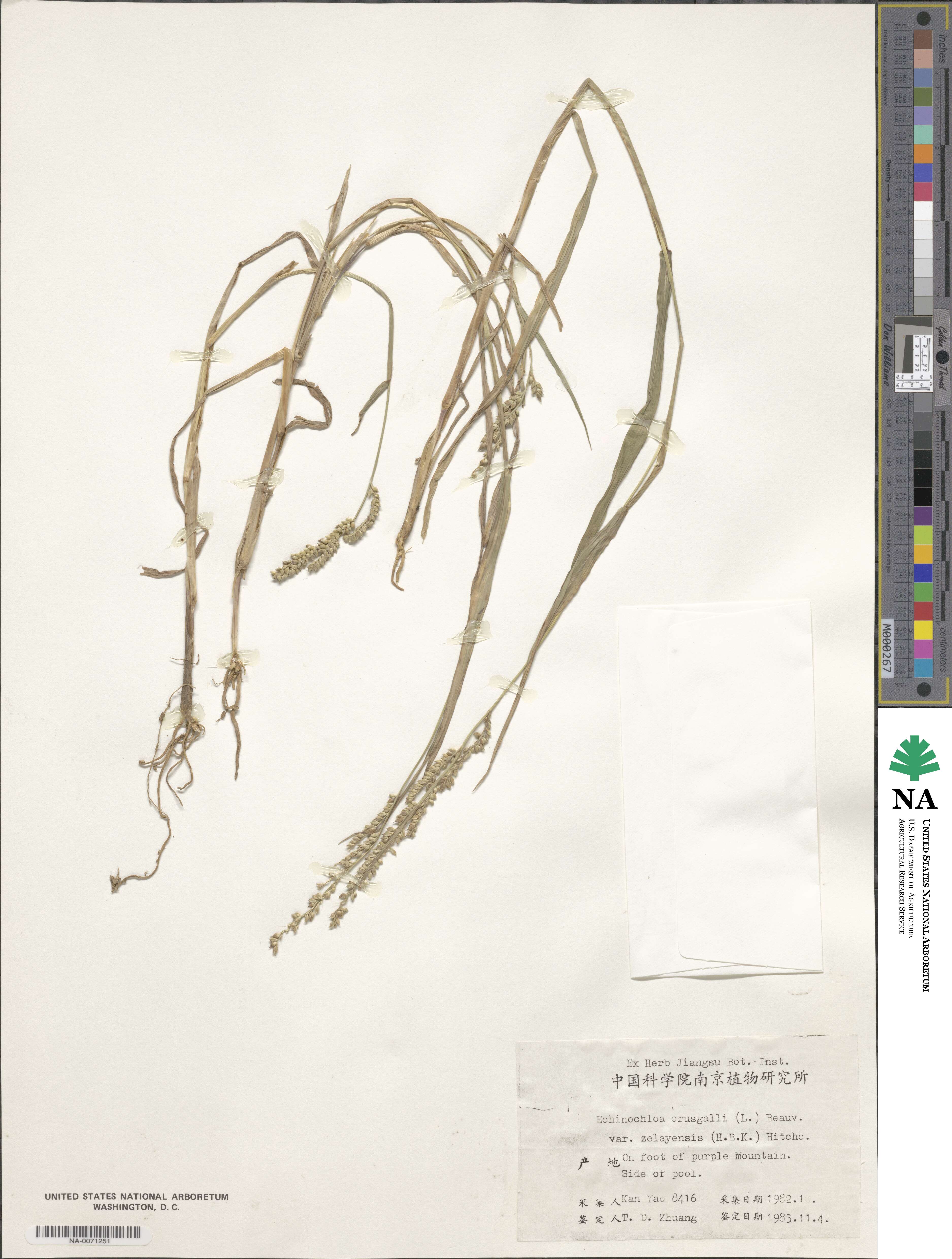 Echinochloa crus-galli subsp. crus-galli image