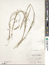 Echinochloa crus-galli image