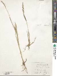 Echinochloa crus-galli image