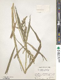 Echinochloa crus-galli subsp. crus-galli image