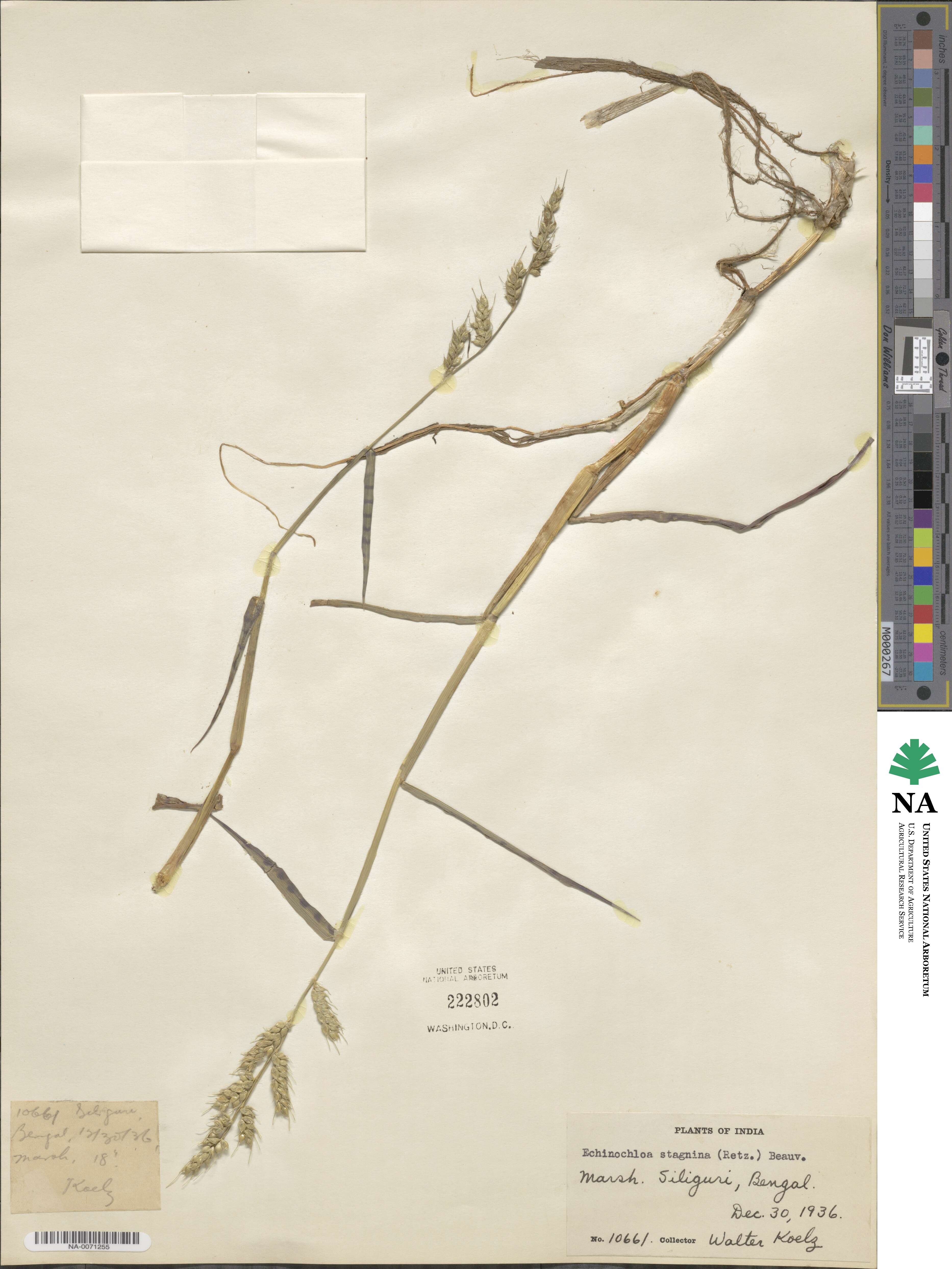 Echinochloa stagnina image