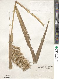 Echinochloa crus-galli subsp. utilis image