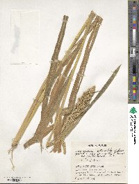 Echinochloa crus-galli subsp. utilis image