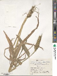 Echinochloa crus-galli image