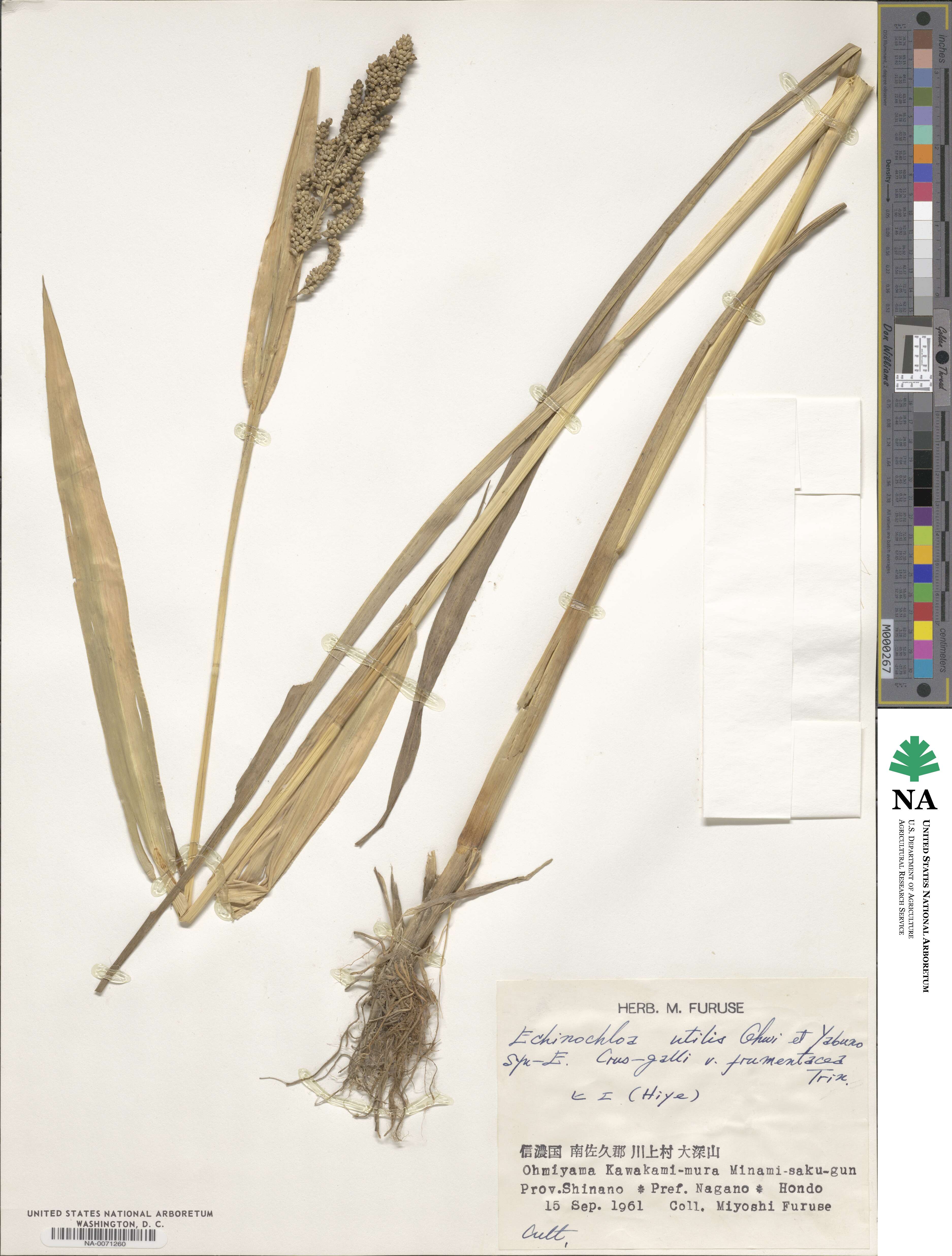 Echinochloa crus-galli subsp. utilis image