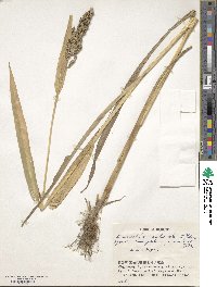 Echinochloa crus-galli subsp. utilis image