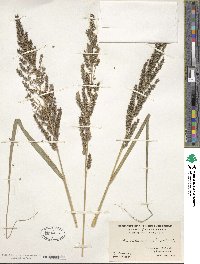 Echinochloa pyramidalis image