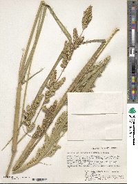 Echinochloa pyramidalis image