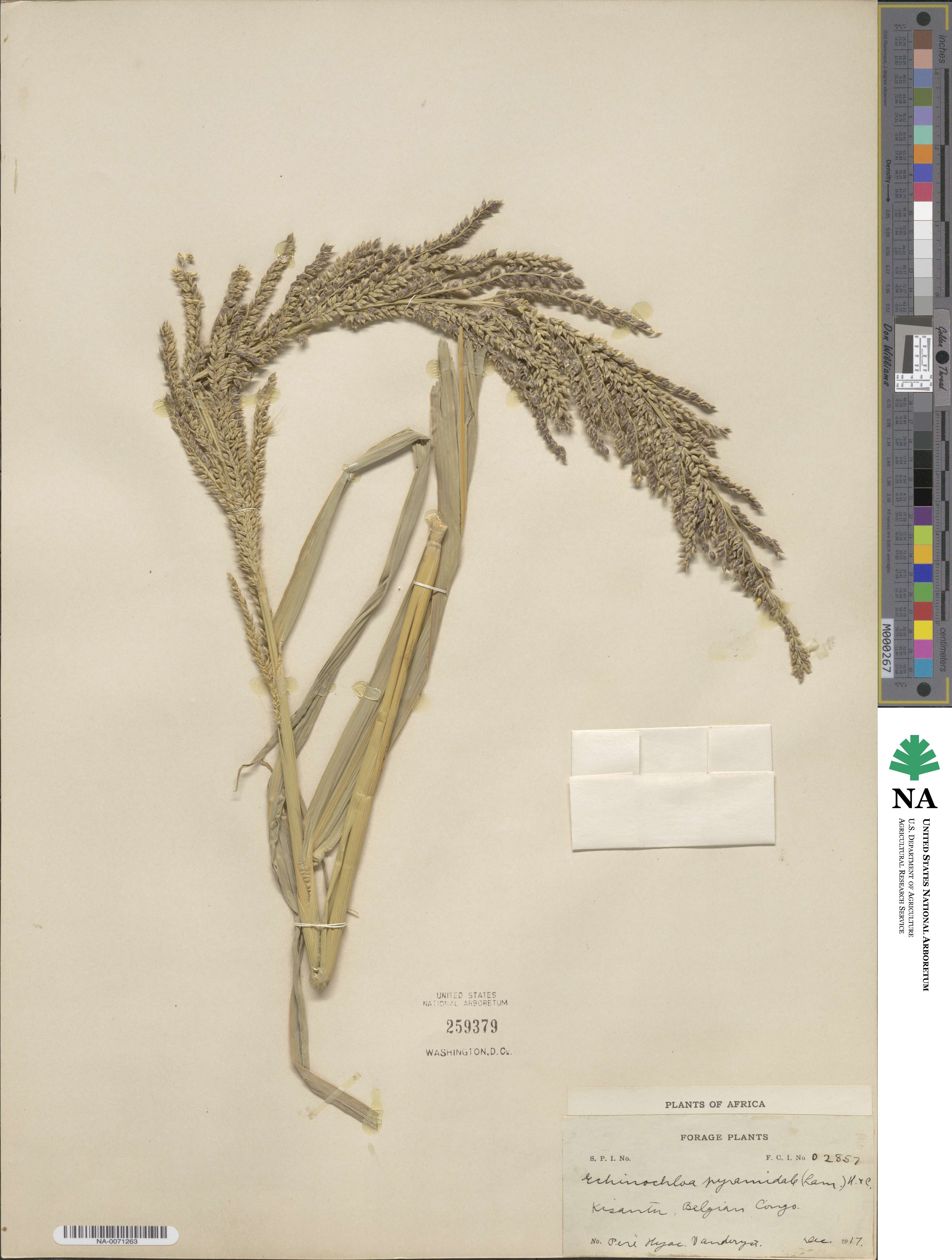 Echinochloa pyramidalis image