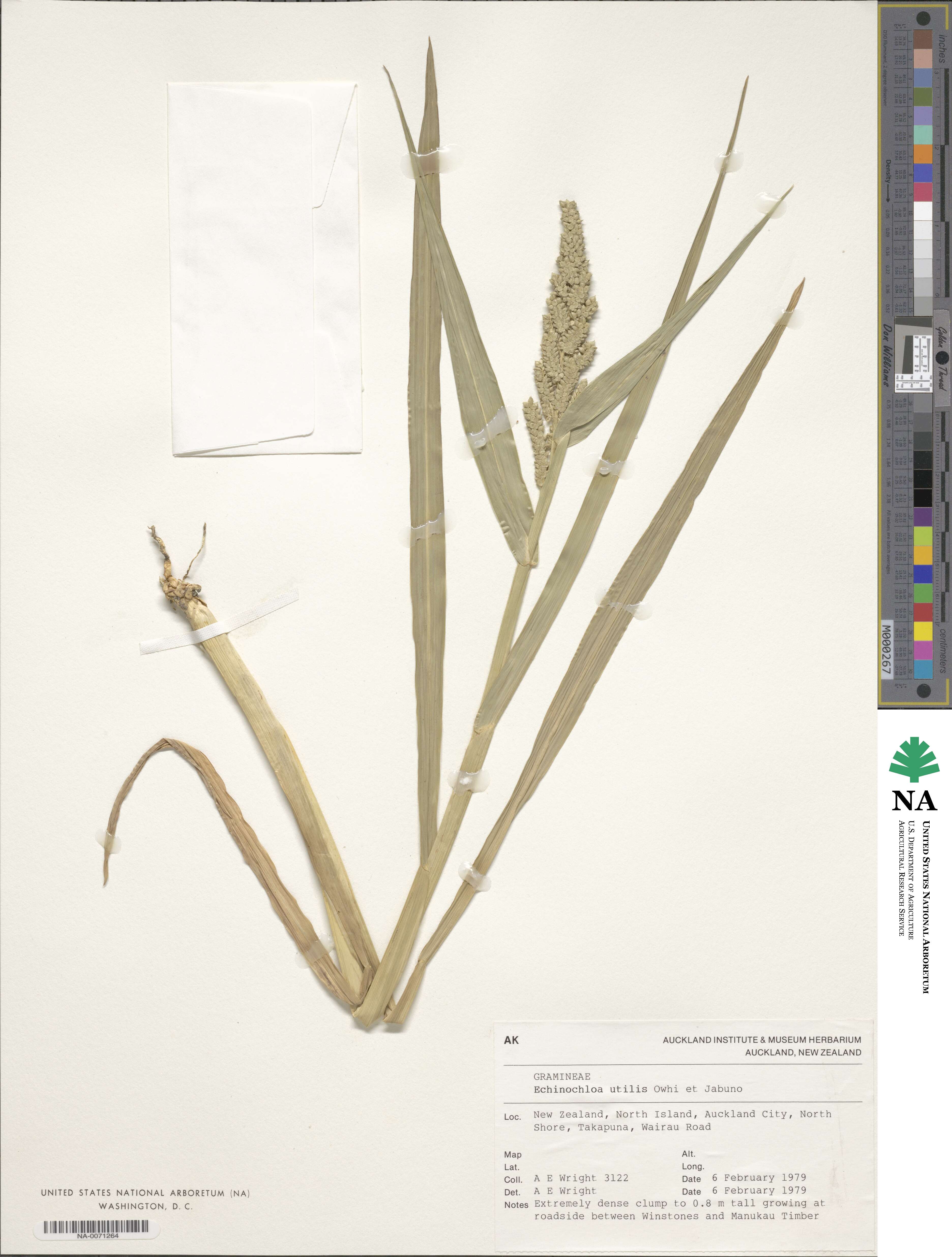 Echinochloa crus-galli image