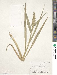 Echinochloa crus-galli subsp. utilis image