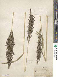 Echinochloa frumentacea image