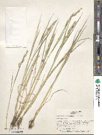 Echinochloa frumentacea image