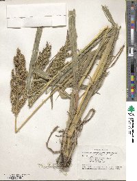 Echinochloa frumentacea image